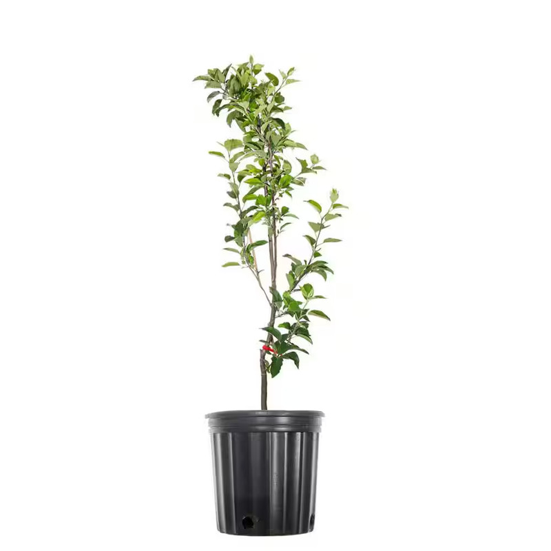 2 Ft. to 3 Ft. Red Delicious Apple Tree, Pink and White Blooms with Bright Red F gallery
