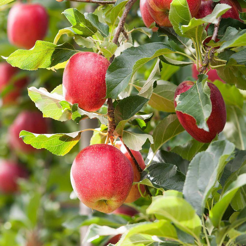 2 Ft. to 3 Ft. Red Delicious Apple Tree, Pink and White Blooms with Bright Red F gallery